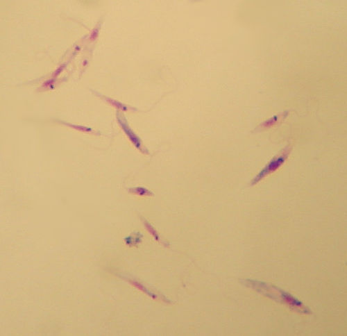 Leishmania tropica